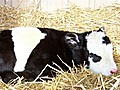 Rare ‘Panda Cow’ born in Colorado