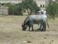 el Toro y el Ganadero