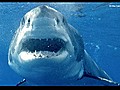 Jaws! Hungry sharks swarm Florida shores