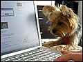 Funny Yorkshire Terrier