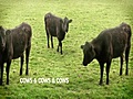 Cows &amp; Cows &amp; Cows
