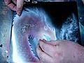 Airbrush by Wow Drachenkopf