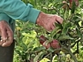 Garden plots boom in UK