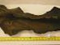 Museum Expert Describes Mammoth Find Near Aspen