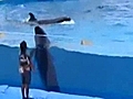 Dolphin attempts to escape from Japanese aquarium