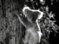 Orphan of the Wilderness (1936) - Clip 1: Bondi bush baby