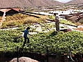 World’s Greenest Homes: Living Roof and Waterfall A/C