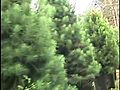 Christmas Tree Rental               // video added December 11,  2009            // 0 comments             //                             // Embed video: