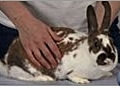 How to Care for Your Rabbit