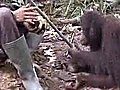 Orangutans show talent for mime