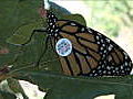 News: Monarch Butterflies Tagged for Trip South