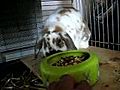 Rabbit Refuses To Eat