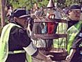 Guatemalan Flight’s Data-Recording Parrot Holds Clues To Crash