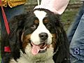 Students Train Canines As Service Dogs