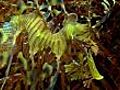 Leafy sea dragons