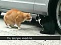 背叛女友的貓 Cat Betrayed His Girlfriend