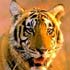 Rajasthan’s tiger relocation move may fail