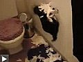 Chat vs papier toilette