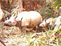 Javan rhino and calf captured on camera - video