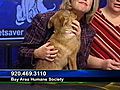 'Penny' - Sheepdog/Retriever Mix #3975557