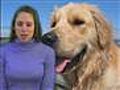 Animal Cruelty Animal Cruelty, Pet Abuse, Nutritio...