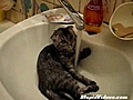 Cat Takes A Bath In The Sink