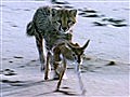 National Geographic Animals - Cheetah Hunt Training