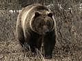 Yellowstone Grizzlies Still Threatened