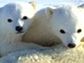 Global Warming: What You Need to Know: Polar Bear Signs