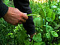 CHOW Tip: What Is Miner’s Lettuce?