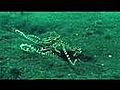 A Mimic Octopus in the Lembeh Straits