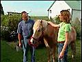 Haflinger Horses