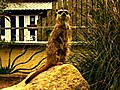 Baby Meerkats