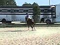 Brilliance - easy pregreen horse with capacity for the 3’6