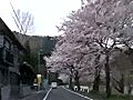 桜満開の海津大崎 9