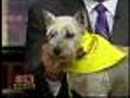 Friday Noon Puppy: Pepi