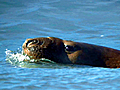 Satellite Seal