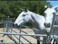 Novato Horse Arena Shuts Down Amid Horse Herpes Outbreak