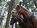 Horse Logging