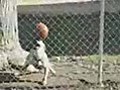 ronaldinho perro