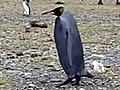 Black Penguin