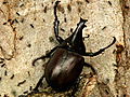 Monster Bug Wars: Beetle Vs. Ants