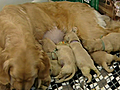 Top Picks : Puppy love : CTV National News: Jill Macyshon on the puppies