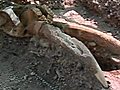 Cile,  ritrovato scheletro di mammut