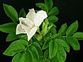 Time-lapse Of White Wild Rose Opening And Closing Stock Footage