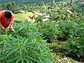 Marijuana blooms in Colombia’s mountain farms