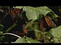 Mexico’s Monarch Butterflies At Risk.