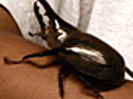 News: Zoo Logic :: Hercules Beetle