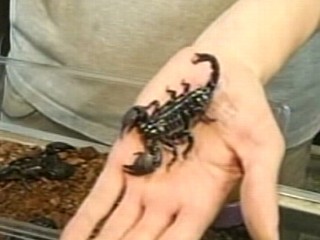 Scorpion Bites Man on Commercial Flight to Alaska