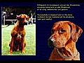 Wurfankündigung Kennel Akinvoleezah Rhodesian Ridgeback FCI/VDH/SCC